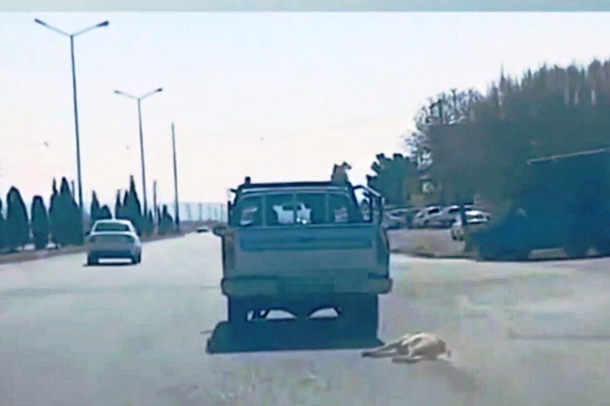فیلم | حیوان آزاری در سمنان؛ کشیدن یک قلاده سگ با وانت