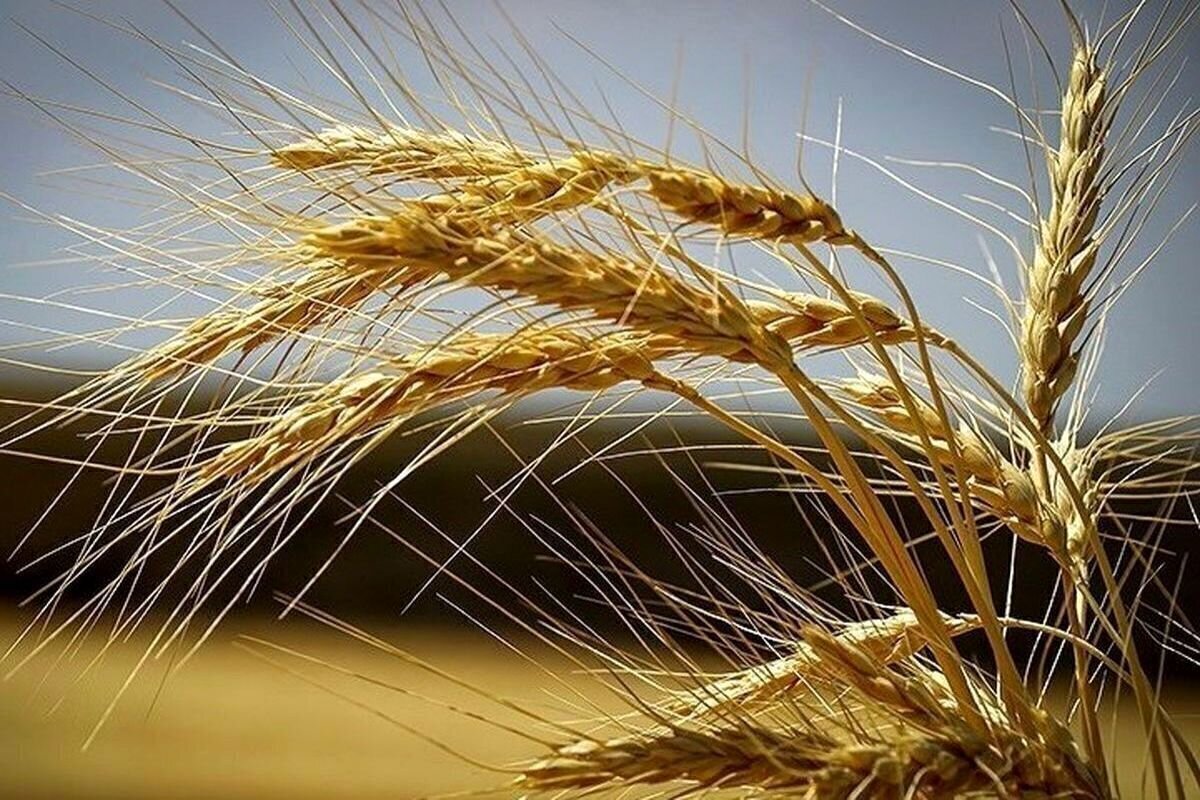 خبر جدید برای گندمکاران؛ قیمت جدید گندم اعلام شد