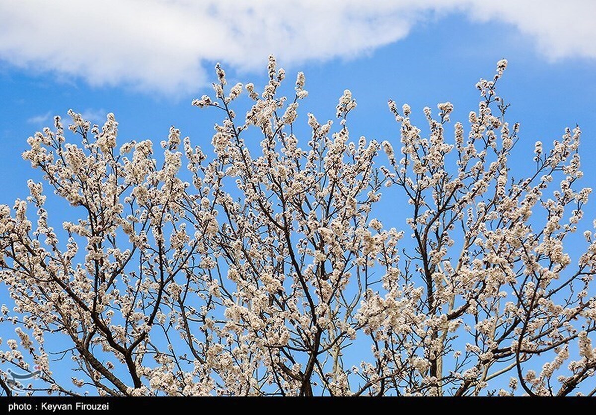 گزارش تصویری | انتخابی جام جهانی ۲۰۲۶ - ایران ، ازبکستان