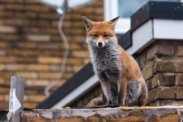 کاهش منابع طبیعی، تخریب زیستگاه‌ها روباها را به تهران کشاند