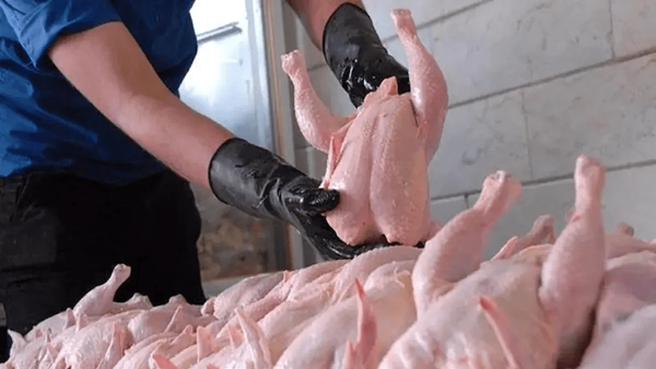 قیمت جدید مرغ اعلام شد