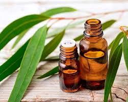 اگر به فکر آبرسانی پوست تان هستید از این گیاه مفید غافل نشوید