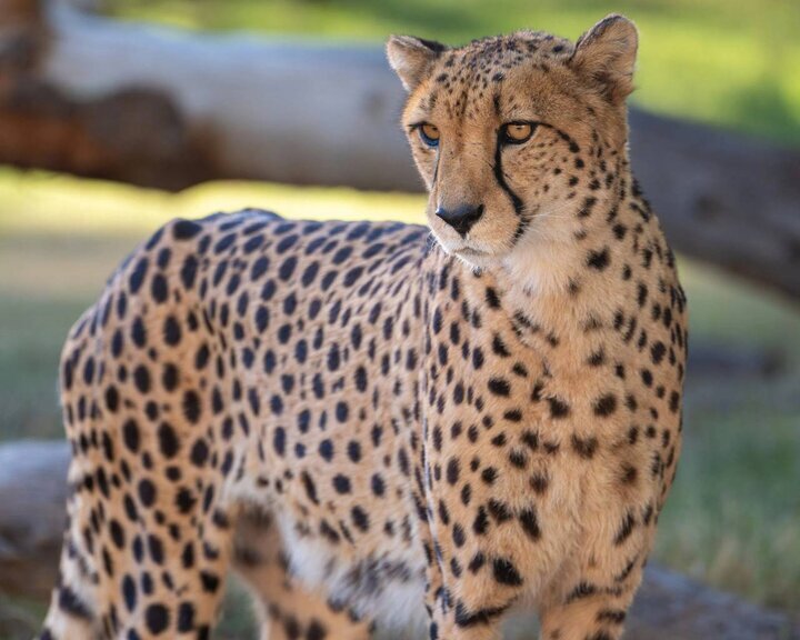 مشاهده یک قلاده یوزپلنگ در توران شاهرود
