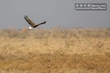 تصاویر| سرشماری پرندگان مهاجر «تالاب مُرِّه»
