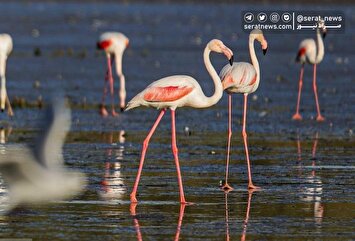تصاویر| فلامینگوها میهمان آب‌های گرم خلیج فارس