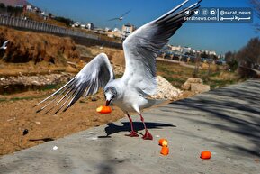 تصاویر| کاکایی‌ها؛ میهمان رودخانه «خشک» شیراز