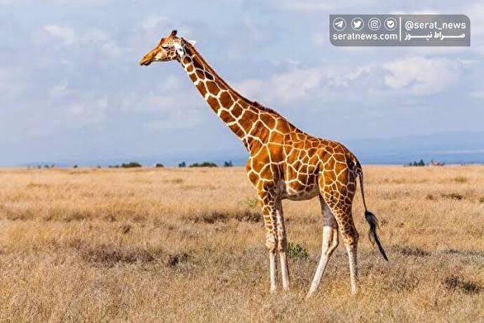 فیلم | رویارویی زرافه و شترمرغ؛ خیره شدن برای رقیب؟