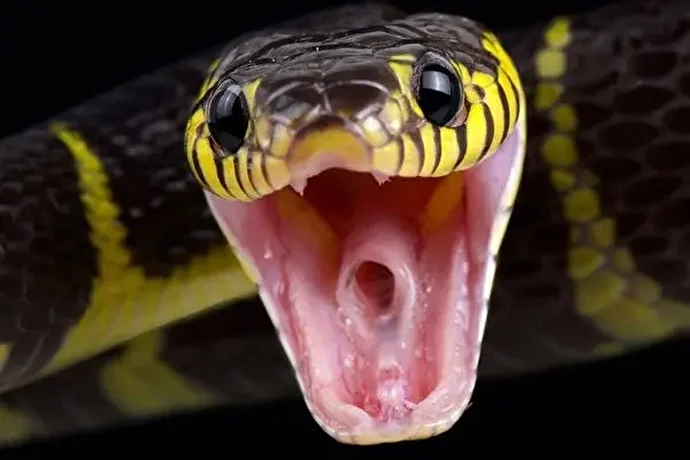 فیلم | هوش و قدرت دیدنی خدنگ برای شکار مار