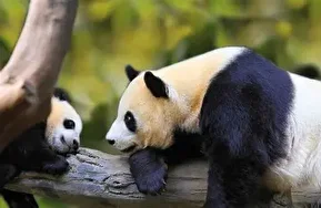 فیلم| تصاویری دیدنی از مهر مادری پاندا به توله اش