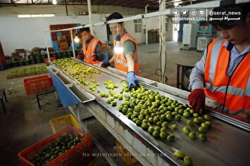 تصاویر| برداشت میوه کنار در بزرگترین کنارستان جنوب
