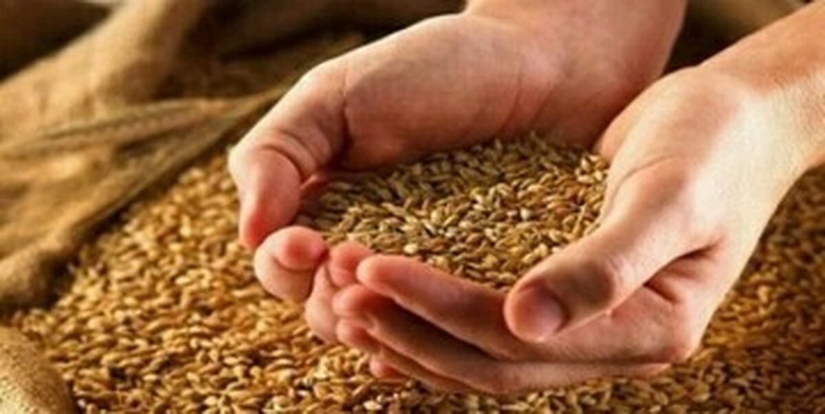 قیمت منطقی گندم اعلام شد + جزییات