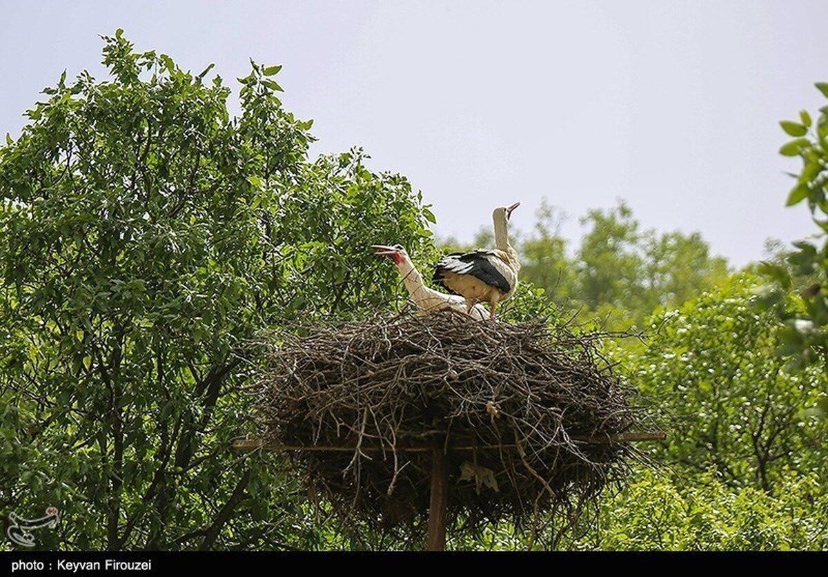گزارش تصویری | نشست خبری سخنگوی دولت