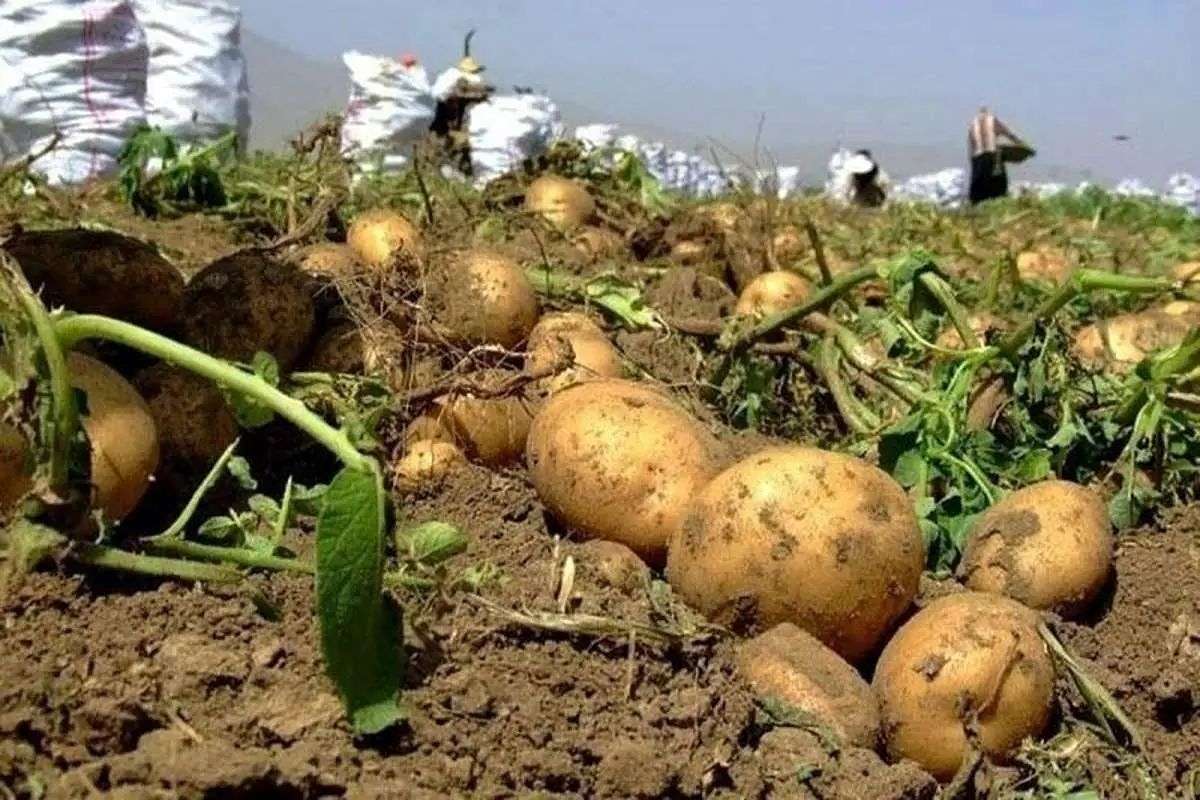 رفع ممنوعیت صادرات سیب زمینی پس از پایان دوره ۲ ماهه