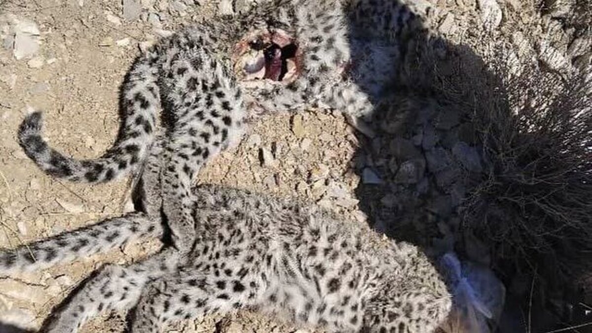 لاشه ۲ توله پلنگ ایرانی در ارتفاعات پارک ملی خَبر کشف شد