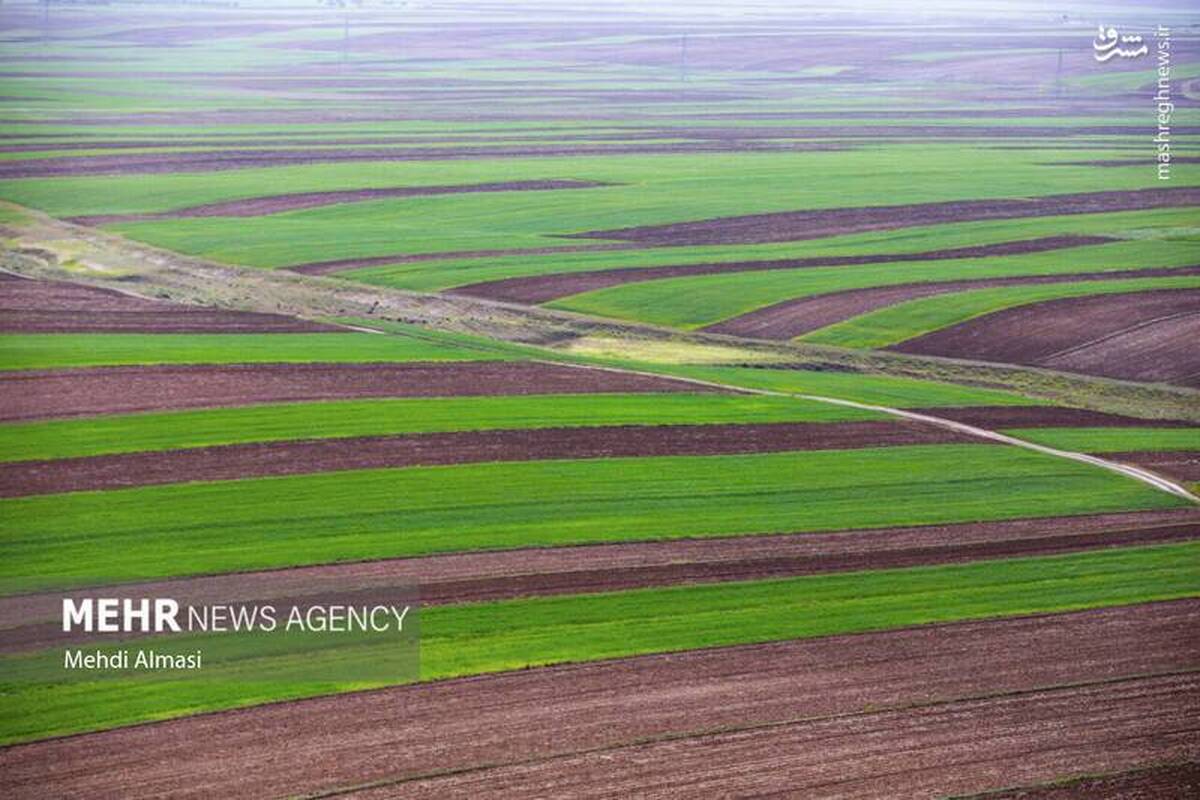 گزارش تصویری | نشست خبری سخنگوی دولت