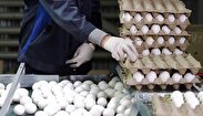 قیمت تخم مرغ در یک ماه دو برابر شد!