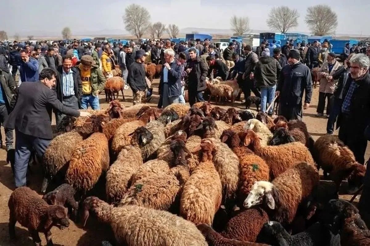 هشدار به ذبح غیر بهداشتی دام در عید قربان