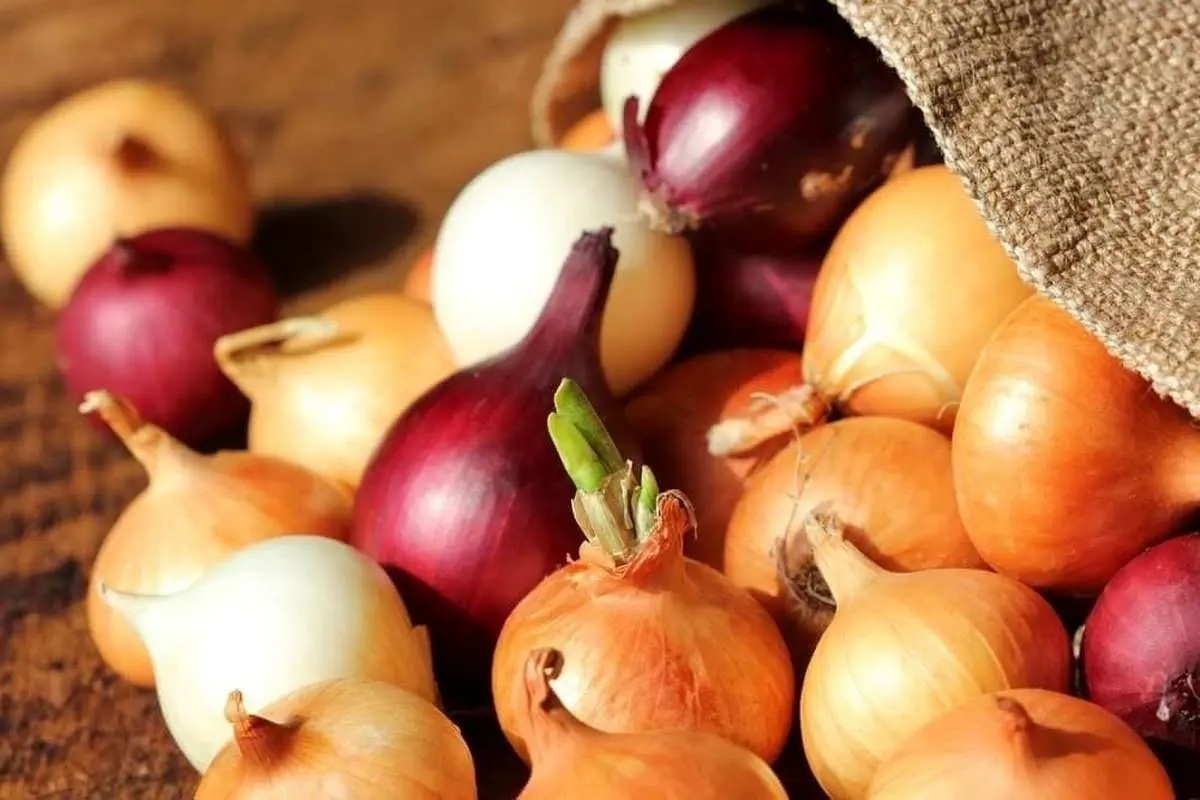 خرید حمایتی پیاز آغاز شد