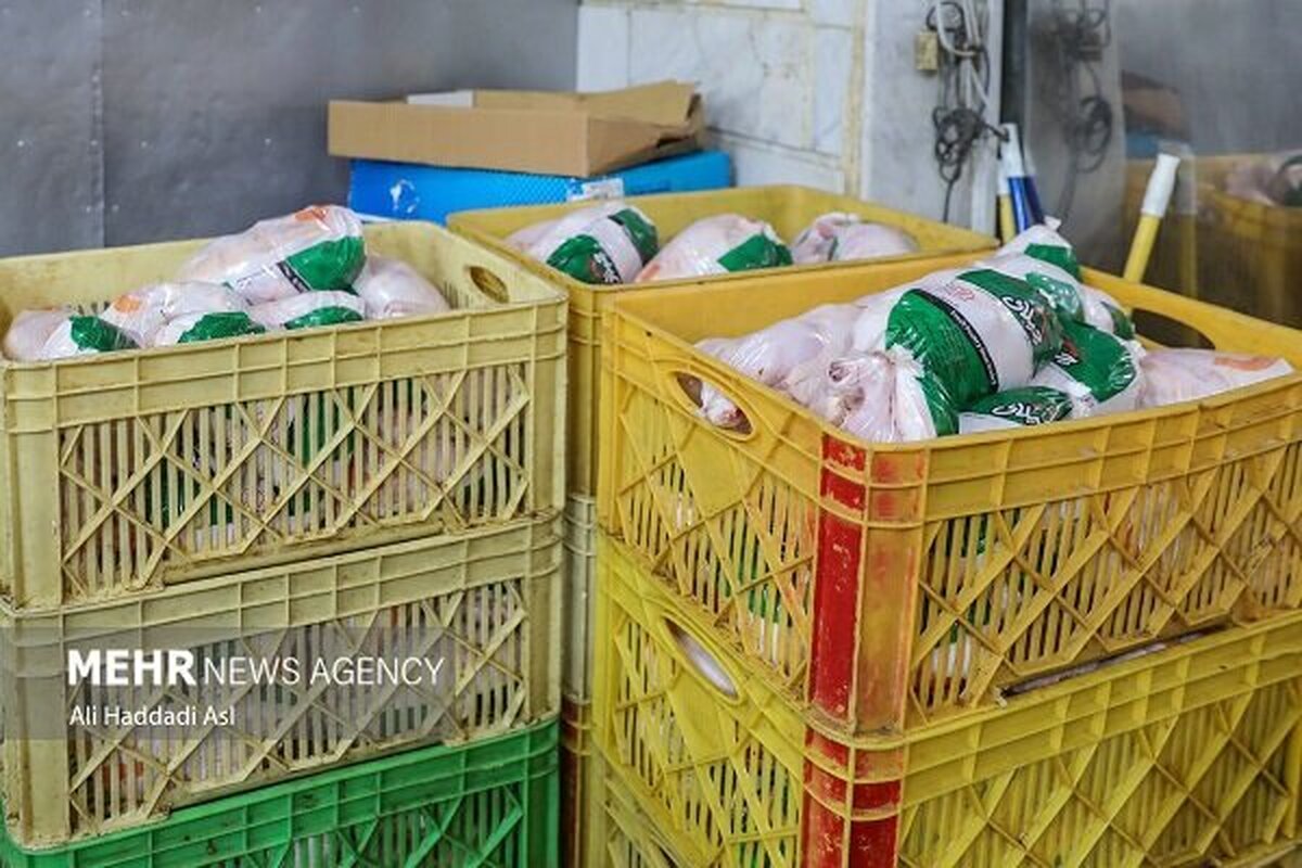 توزیع گوشت مرغ تنظیم بازار آغاز شد