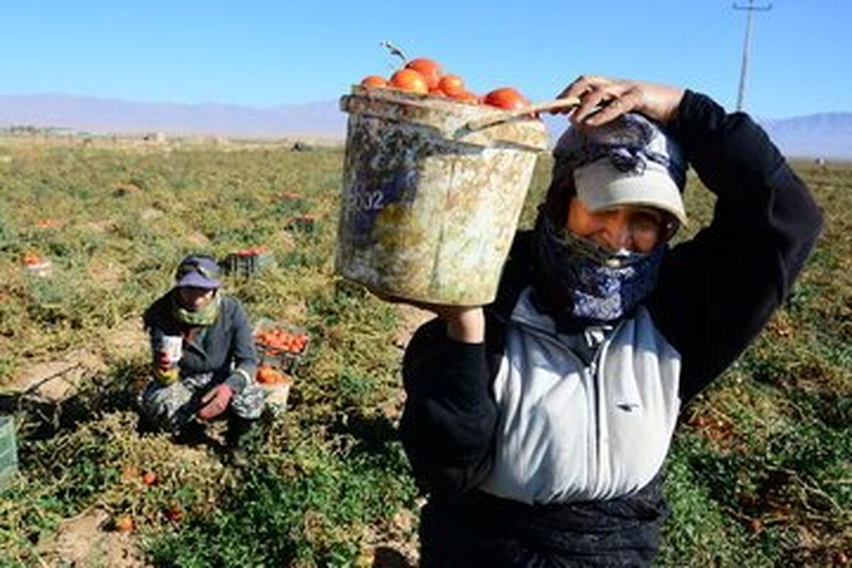 مصوبه دولت راجع به سهم حق بیمه کشاورزان ابلاغ شد
