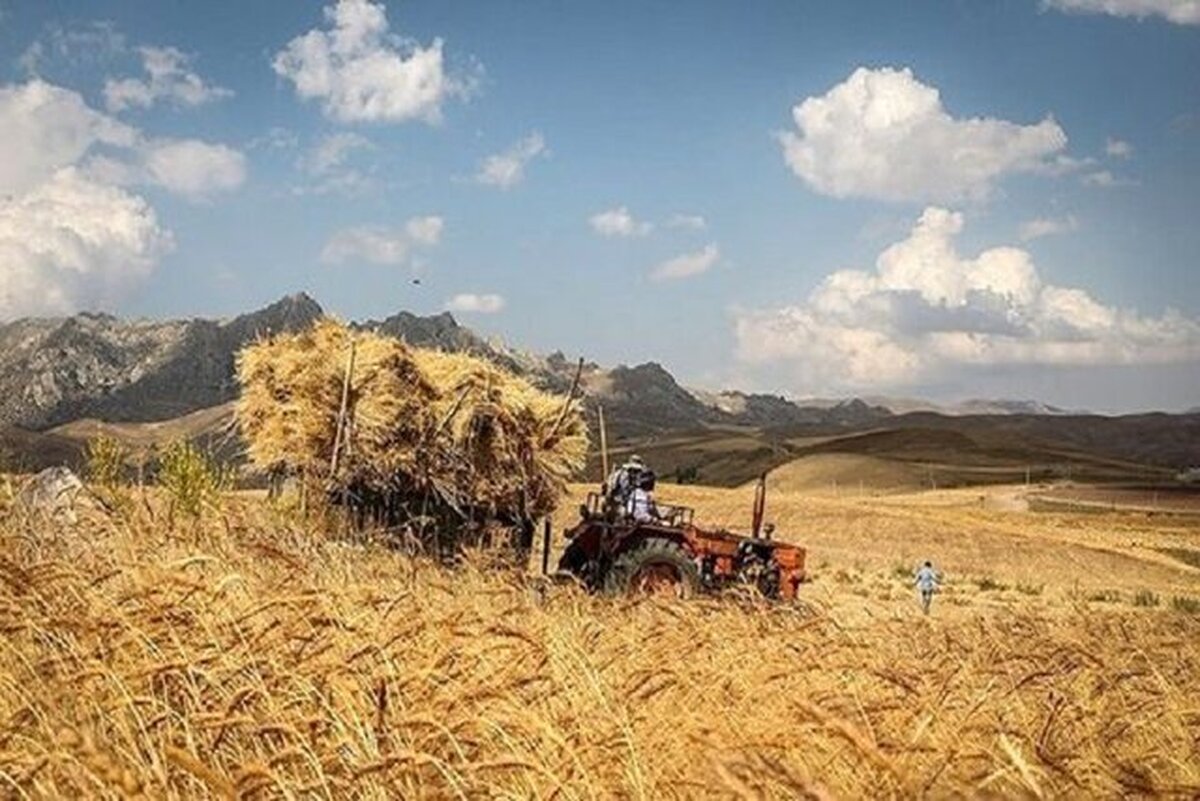 دولت ۳۳ همت به گندمکاران بدهکار است