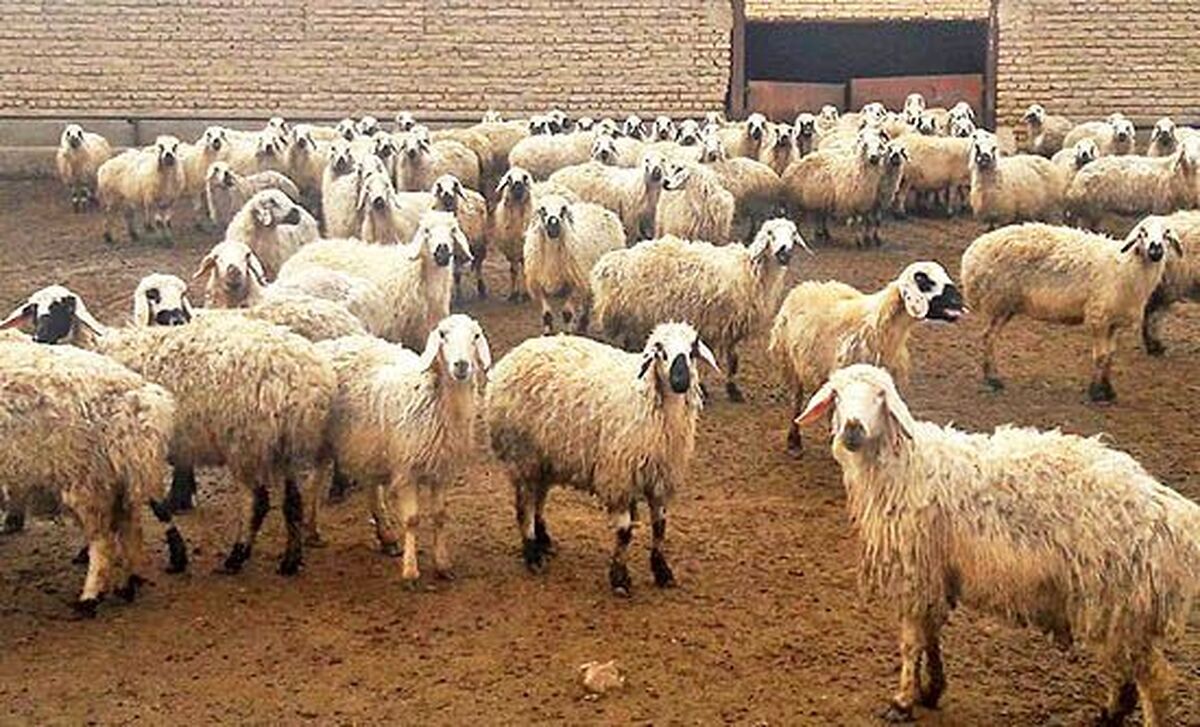 قیمت دام سبک اعلام شد