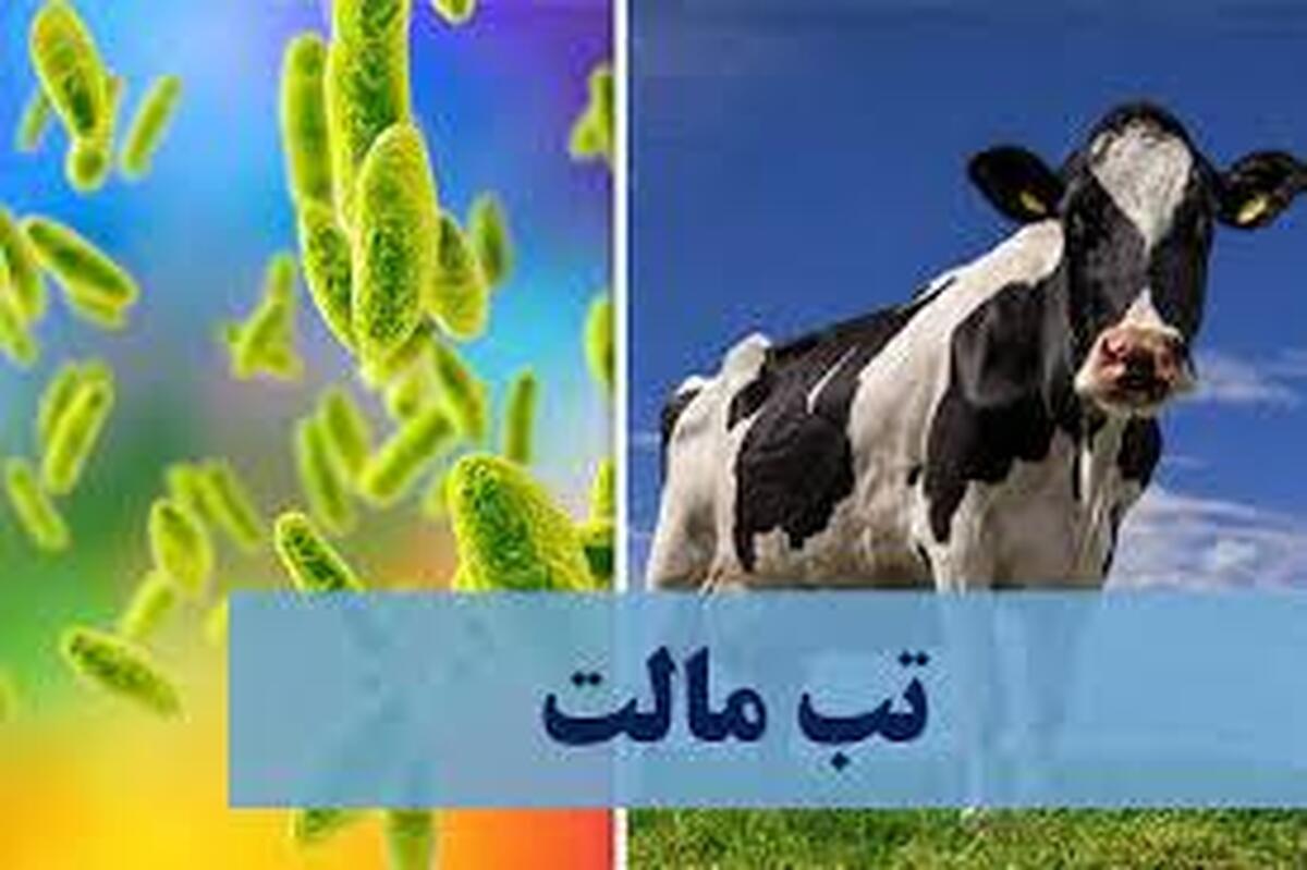 وقتی تب مالت در سایه بی‌توجهی می‌تازد!