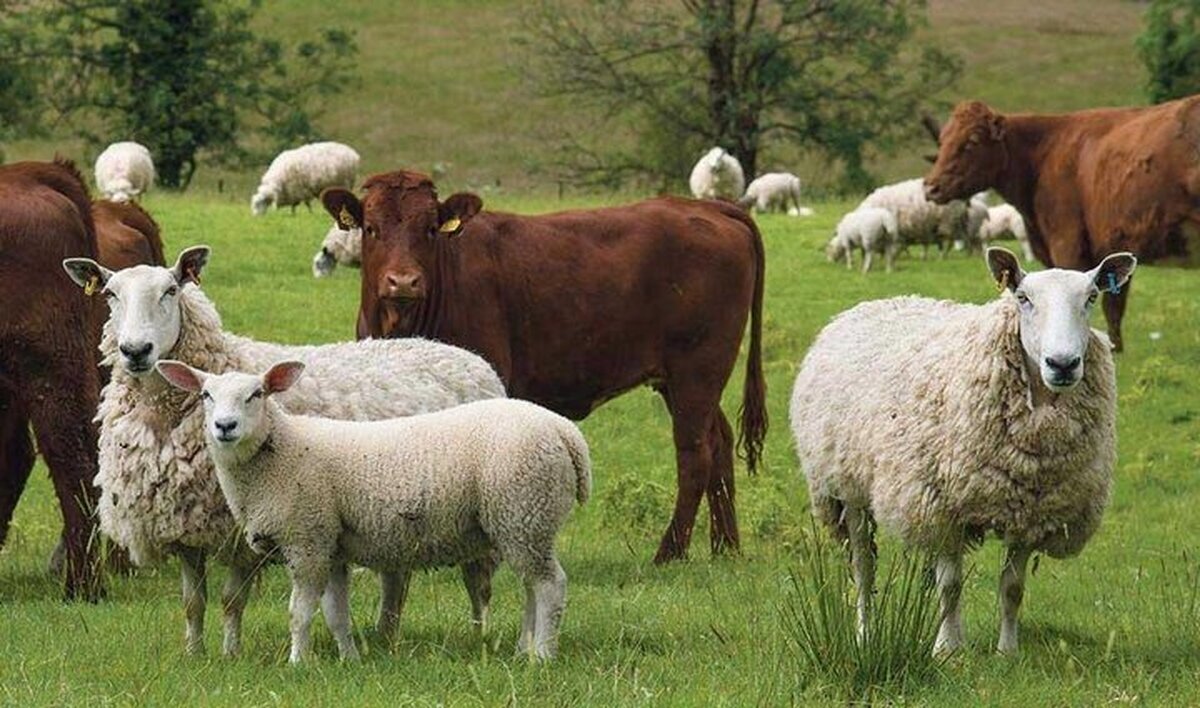 قیمت دام زنده امروز یکشنبه ۲۶ مرداد ۱۴۰۴