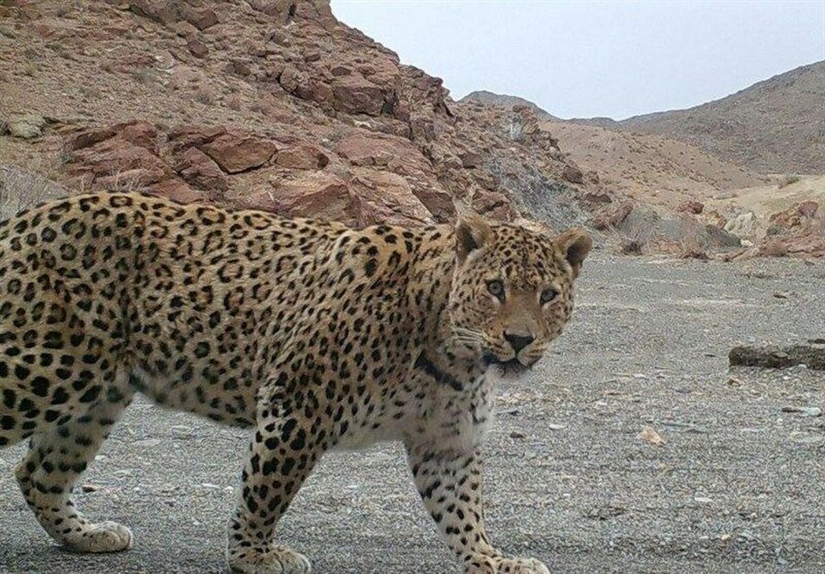 این پلنگ «دماوند» نام گرفت + عکس