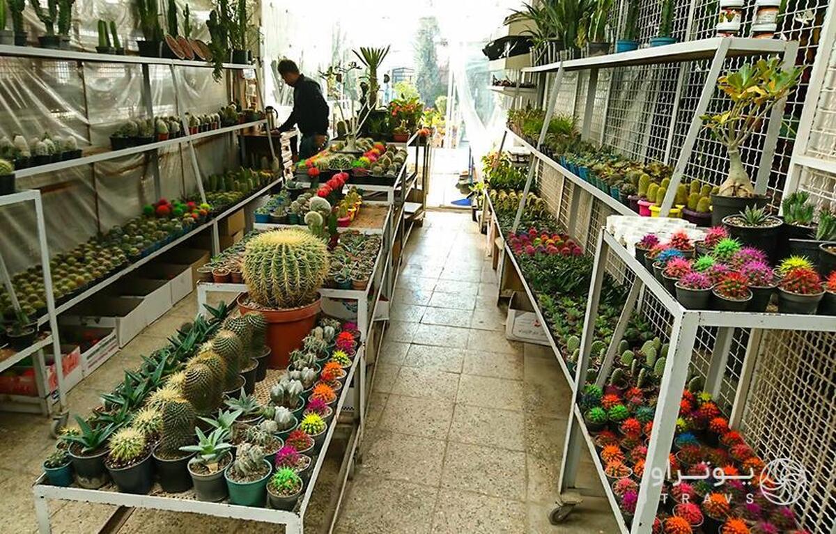 درخواست برای ورود دستگاه قضا به ماجرای بازار گل شهید محلاتی