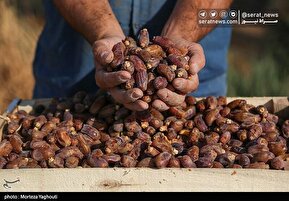تصاویر |  برداشت خرما از نخلستان های غزاویه