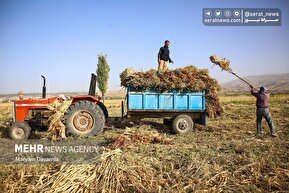 تصاویر | هنر سنتی «جاروبافی» در روستای ملاحسن