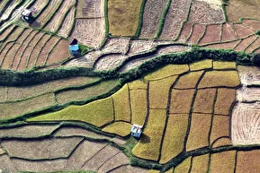 تصاویر | برداشت برنج در ارتفاعات مازندران