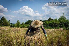 تصاویر | روایت فصل برداشت برنج در شالیزارهای گیلان