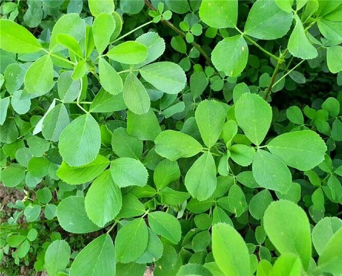 گیاهی که باورتان نمی‌شود ضد کلسترول و قند باشد