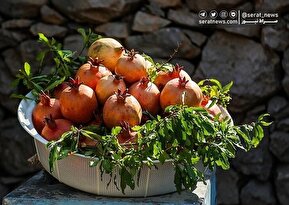 تصاویر| سومین جشنواره انار در شهرستان دزپارت