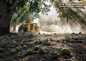 تصاویر| برداشت گردو اصلاح شده با دستگاه مکانیزه