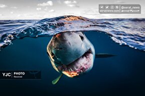 تصاویر | منتخب عکس اقیانوس سال ۲۰۲۵؛ سفری اسرارآمیز به اعماق اقیانوس‌ها