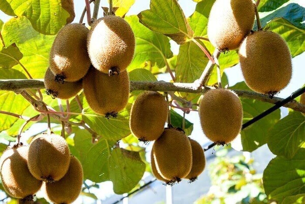 آغاز صادرات کیوی از ۷ مهرماه