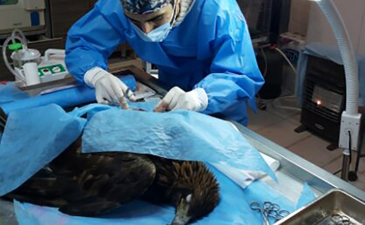 عقاب صحرایی در اصفهان راهی اتاق عمل شد