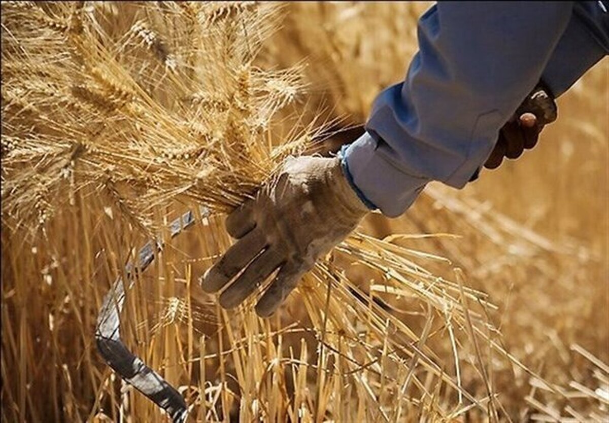 نرخ خرید تضمینی گندم چقدر اعلام شد؟