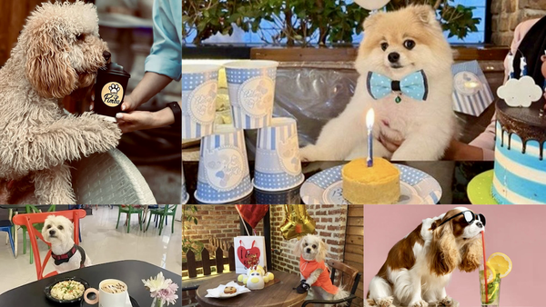 وقتی سگ‌ها سوئیت، ماساژ و منوی اختصاصی دارند