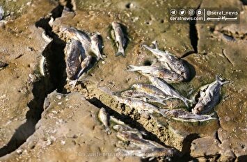 تصاویر| مرگ دسته‌جمعی ماهی‌ها در سد عبدل آباد بجنورد