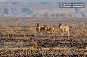 تصاویر| پارک ملی کویر؛ امید گور ایرانی