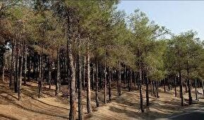 فیلم| درختان پارک چیتگر از بی‌آبی در صف مرگ هستند