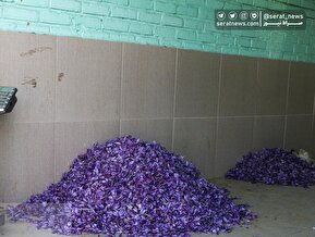 تصاویر| برداشت 