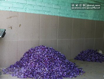 تصاویر| برداشت "زعفران" از مزارع زاوه