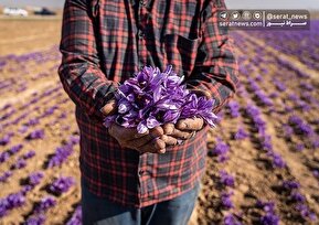 تصاویر| برداشت زعفران در خراسان شمالی