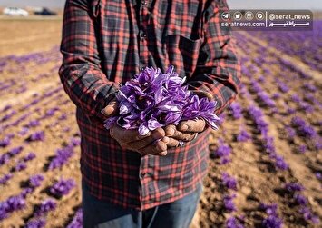 تصاویر| برداشت زعفران در خراسان شمالی