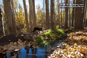 تصاویر| پاییز، فصل هزار رنگِ دلدادگی